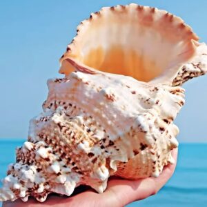 Large Natural Sea shell 00001