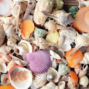 Mixed Natural Medium Sea Shells For Crafts, Decoration 01